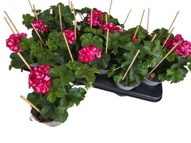 <h4>PEL PELT ROULETTA stock</h4>