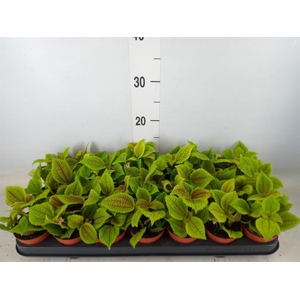 Pilea mollis 'Moon Valley'
