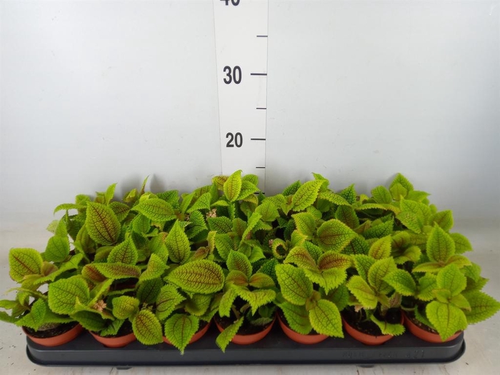 <h4>Pilea mollis 'Moon Valley'</h4>