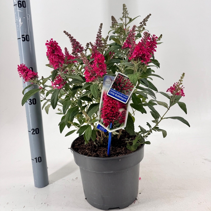 <h4>BUDD BFC LITTLE PINK</h4>