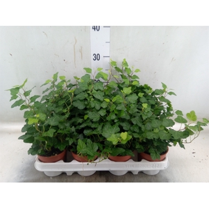 Hedera helix 'Wonder'