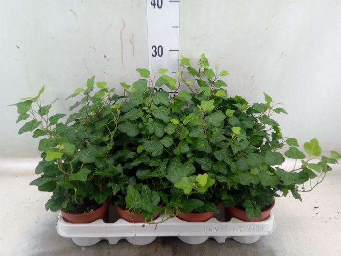 <h4>Hedera helix 'Wonder'</h4>