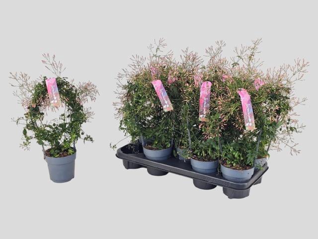 <h4>JASM POLYANTHUM RZ</h4>