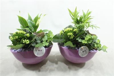 <h4>Sc005 Evelyn Lila</h4>