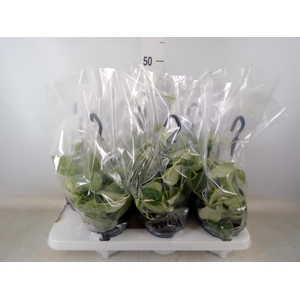 Scindapsus pictus 'Silvery Ann'