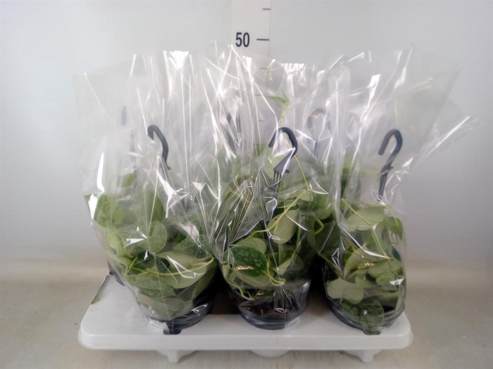 <h4>Scindapsus pictus 'Silvery Ann'</h4>