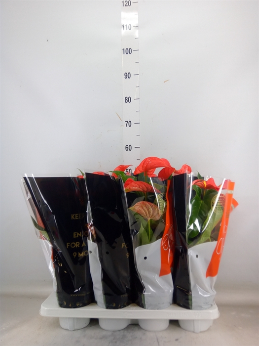 <h4>Anthurium andr. 'Florida'</h4>