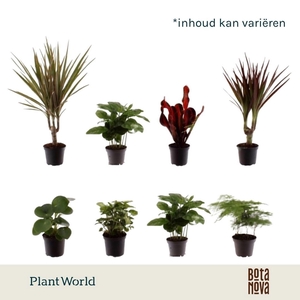 Kamerplanten gem. groen 6 soorten