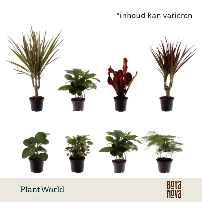<h4>Kamerplanten gem. groen 6 soorten</h4>