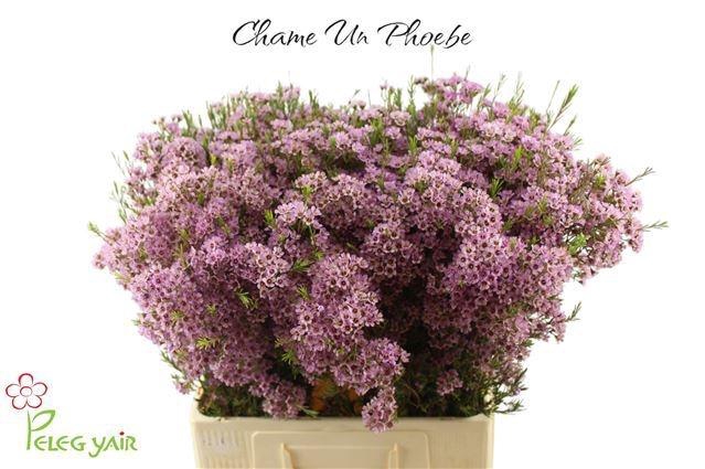 <h4>CHAME UN PHOEBE</h4>