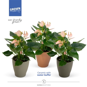 Anthurium - KARMA Joli Peach | Urban | Waterreservoir