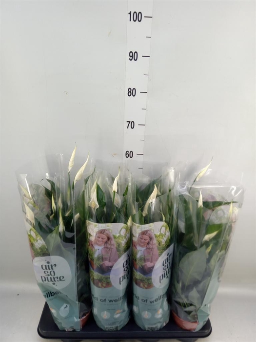 <h4>Spathiphyllum  'Sweet Curiosa'</h4>