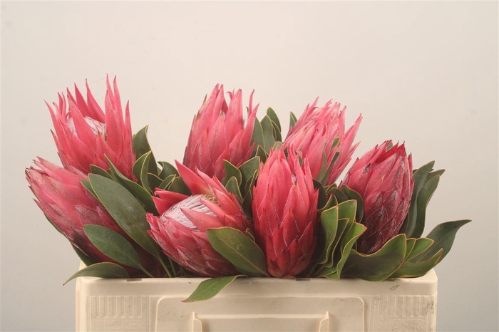 <h4>PROTEA CY MADIBA</h4>