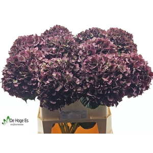 HYDR M MAG RUBY CL P