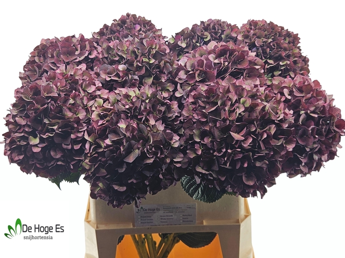 <h4>HYDR M MAG RUBY CL P</h4>