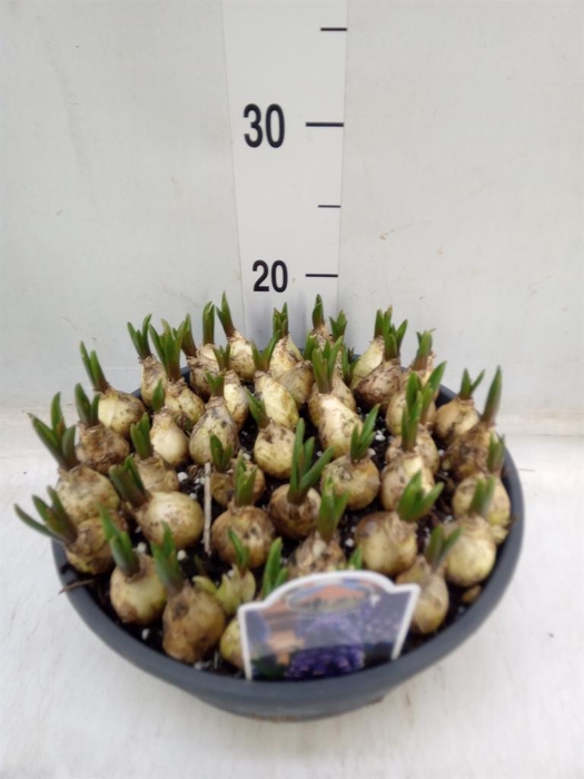 <h4>Muscari  'Lindsay'</h4>