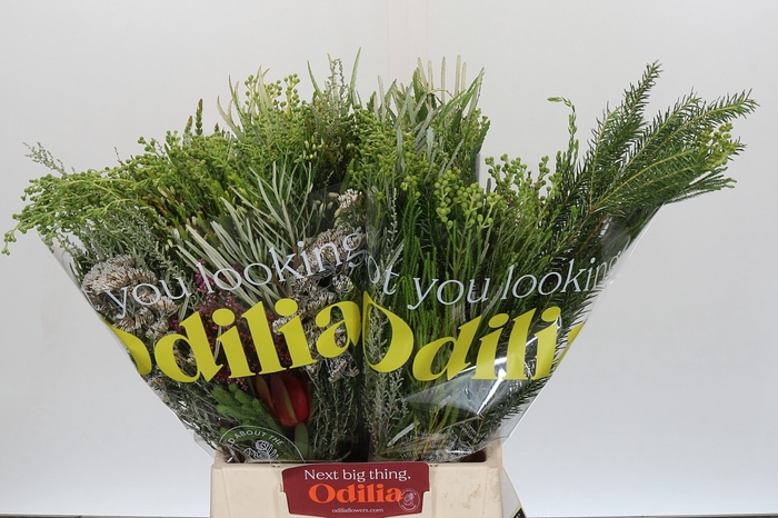 BQ Cape Greenmix