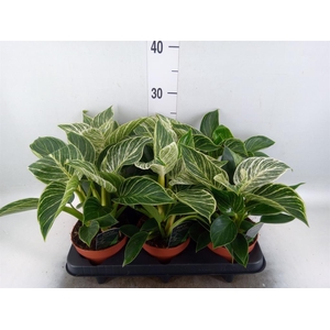 Philodendron   ...