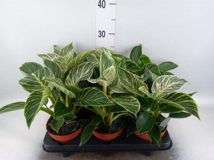 Philodendron   ...