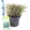Miscanthus sinensis Strictus