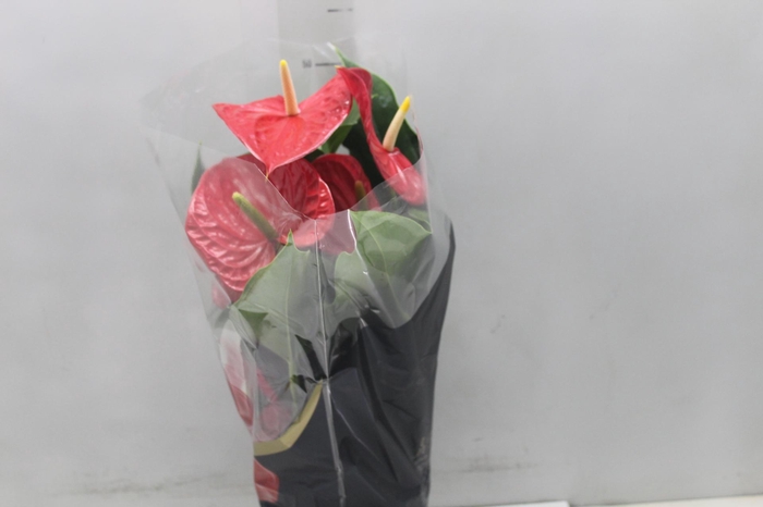 <h4>ANTHURIUM MICHIGAN P17 PREMIUM</h4>