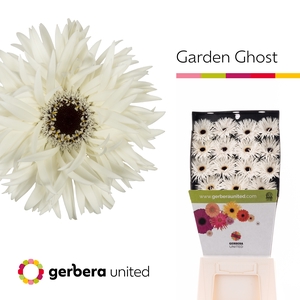 Gerbera Spider Garden Ghost Diamond per kaart