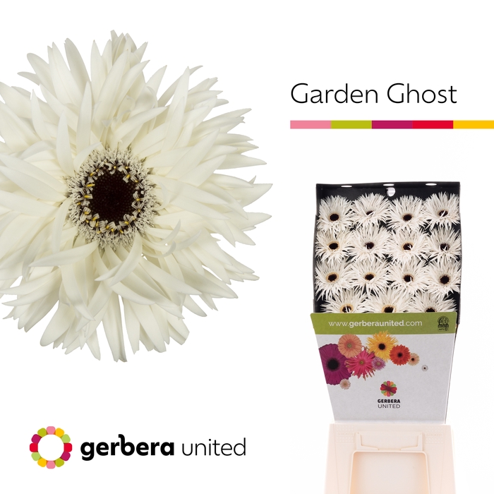<h4>GE GS Garden Ghost</h4>