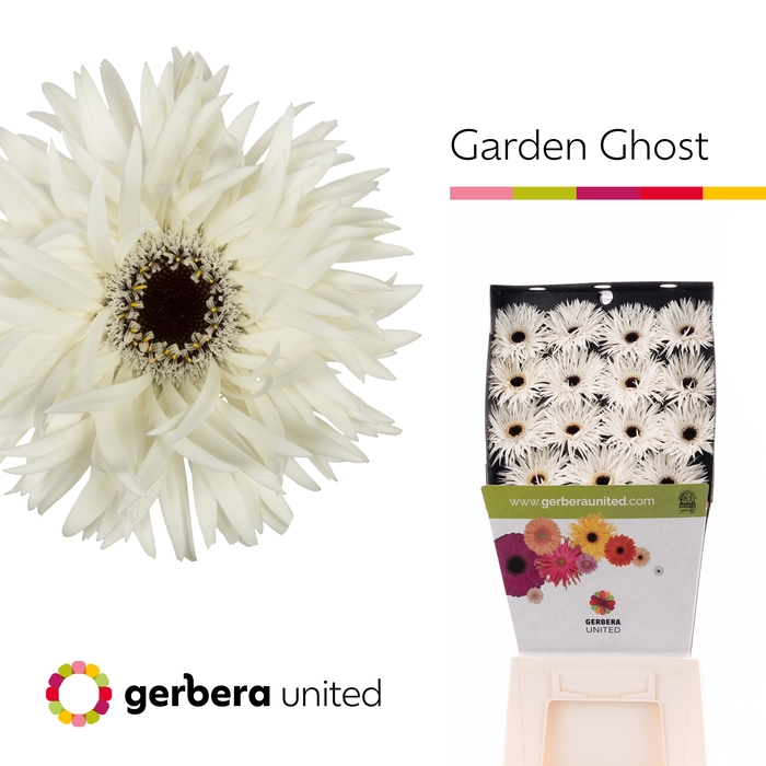 Ge Gr Gerspider Garden Ghost