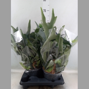 Platycerium bifurc.