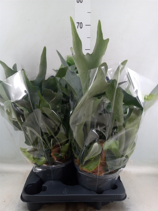 <h4>Platycerium bifurc.</h4>