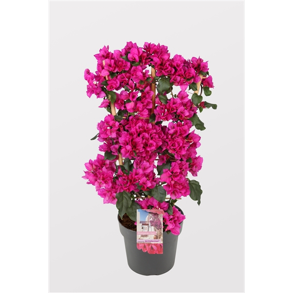 <h4>Bougainvillea 'Sanderiana' Renate op rek donker paars</h4>