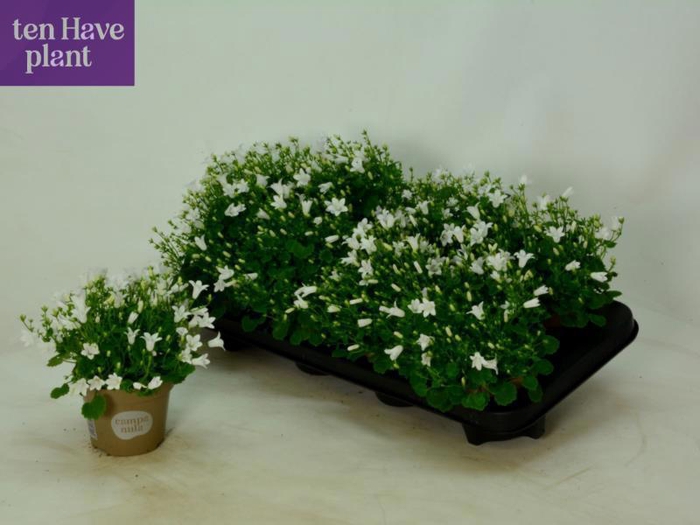 <h4>Camp Por Port Ice Wh</h4>