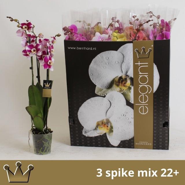 <h4>PHAL GEM 7 KL</h4>