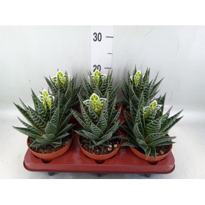 Aloe aristata 'Tiki Tahi'