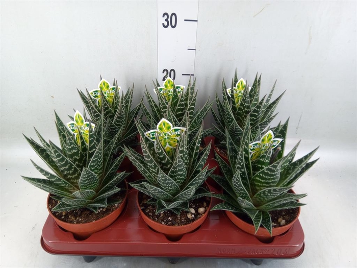 <h4>Aloe aristata 'Tiki Tahi'</h4>