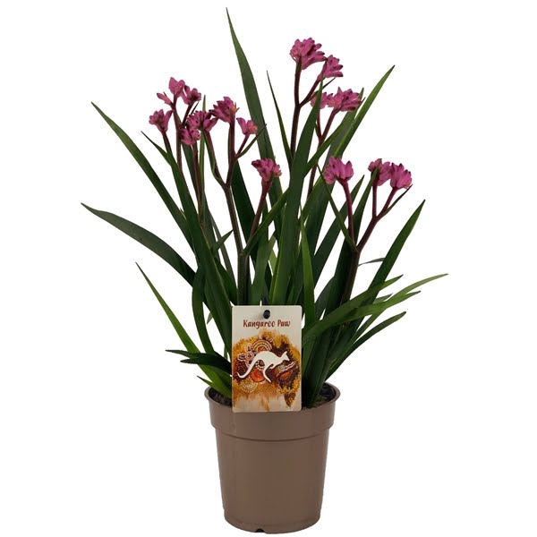 <h4>Anigozanthos Beauty Pink®</h4>