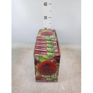 Dahlia   ...flowerbulbs