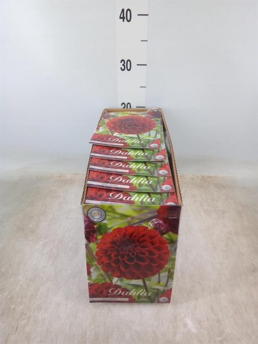 <h4>Dahlia   ...flowerbulbs</h4>