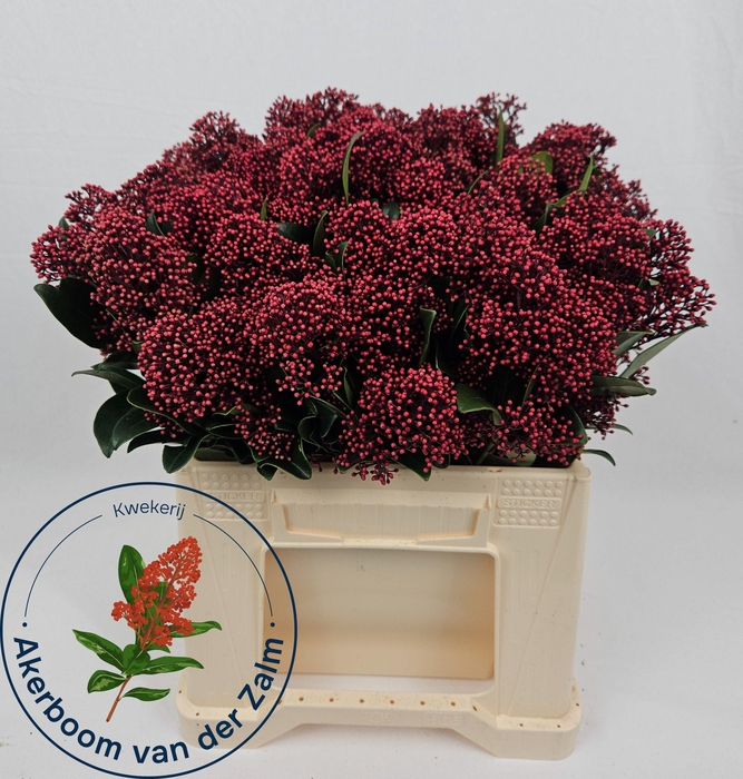 <h4>SKIM J RUBELLA BS</h4>