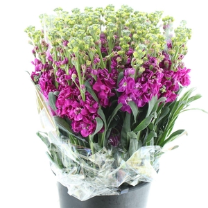 Matth Incana Iron Rose