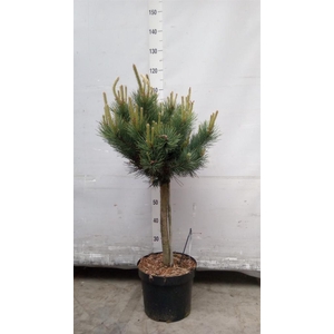 Pinus sylvestris 'Watereri'