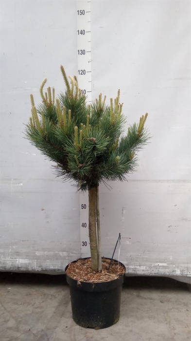 <h4>Pinus sylvestris 'Watereri'</h4>