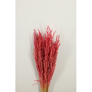 Dried Rice Oryza Pink Bunch