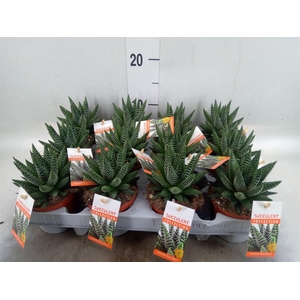 Haworthia   ...