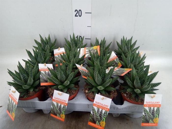 <h4>Haworthia   ...</h4>