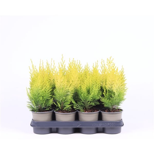 <h4>Chamaecyparis lawsoniana 'Ivonne'</h4>