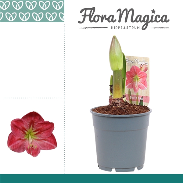 <h4>Hippeastrum Sweet Pink 1 Knop</h4>