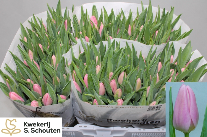 <h4>TU EN MATCHMAKER</h4>