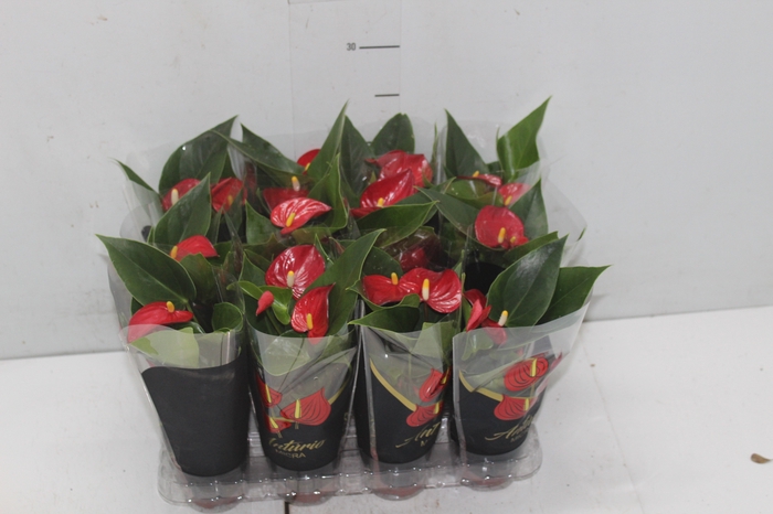 <h4>ANTHURIUM MICRA P07 VERMELHO</h4>