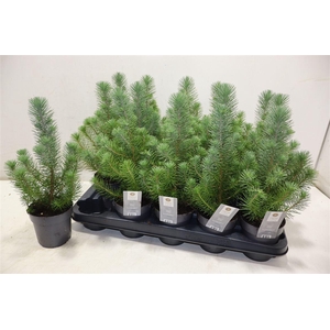 Pinus Silver Crest